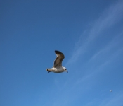 2013 10 12 DuluthWildLife  109